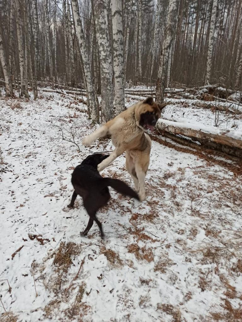 RUBYLIGHT BISHAMON * Тиль. AMERICAN AKITA RUBYLIGHT KENNEL I SHIBA-INU