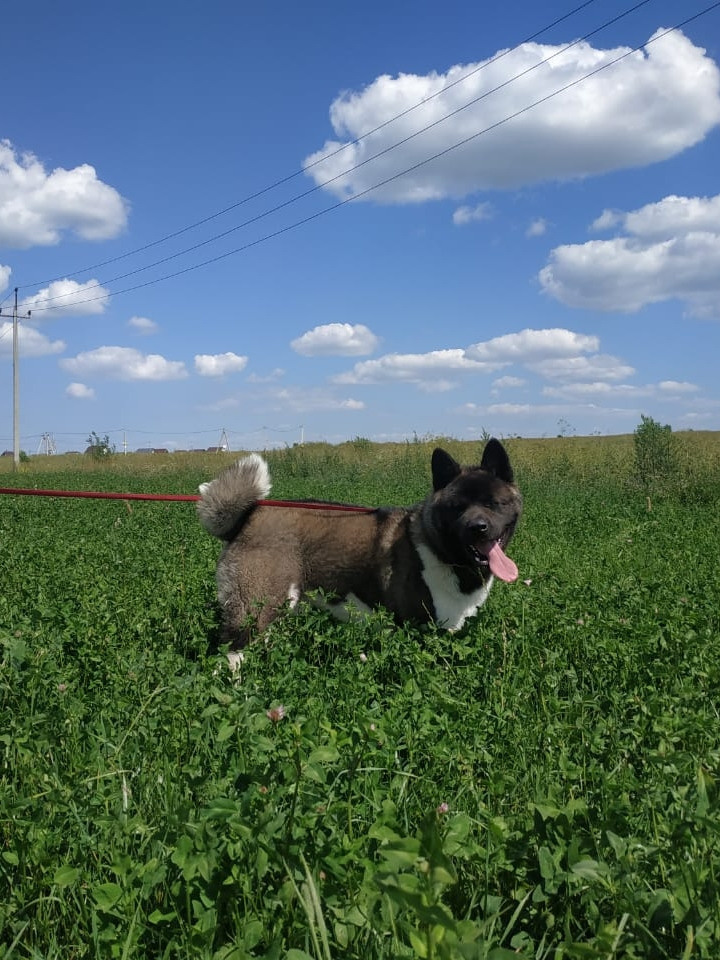 RUBYLIGHT GARRY * Гарри. AMERICAN AKITA RUBYLIGHT KENNEL I SHIBA-INU