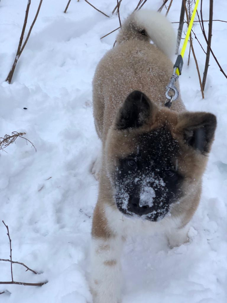 RUBYLIGHT BISHAMON * Тиль. AMERICAN AKITA RUBYLIGHT KENNEL I SHIBA-INU