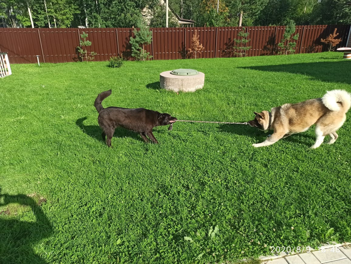 RUBYLIGHT BISHAMON * Тиль. AMERICAN AKITA RUBYLIGHT KENNEL I SHIBA-INU