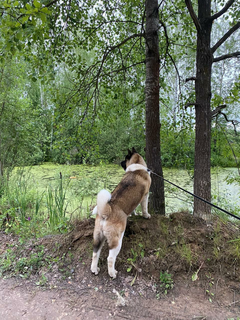 Американская акита питомник RUBYLIGHT. Американская акита I Сиба ину I Питомник RUBYLIGHT