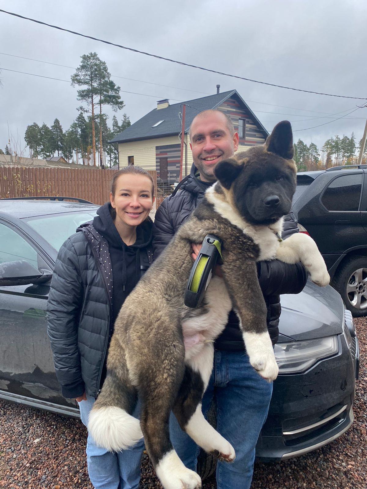 RUBYLIGHT Kiros. AMERICAN AKITA RUBYLIGHT KENNEL I SHIBA-INU