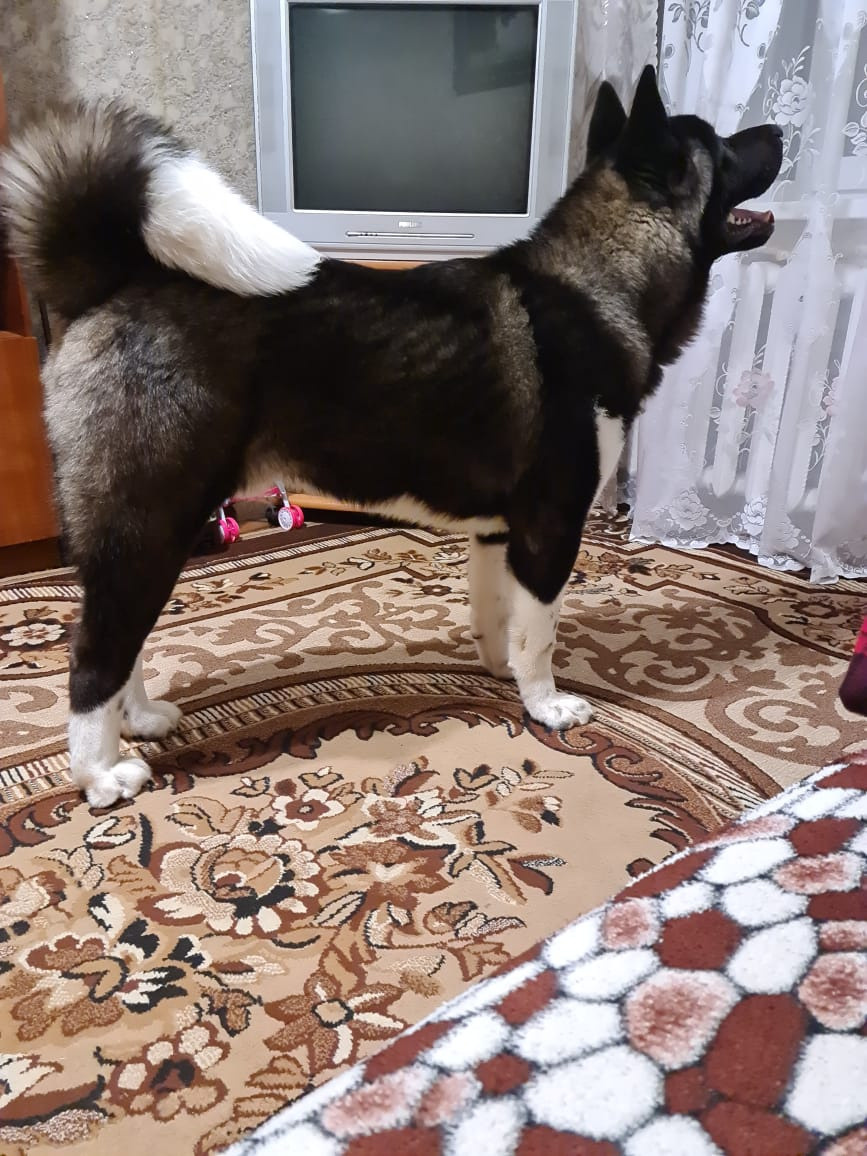 RUBYLIGHT GROZA * Мира. AMERICAN AKITA RUBYLIGHT KENNEL I SHIBA-INU