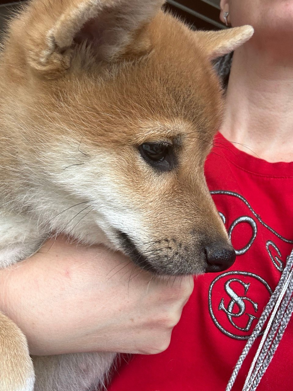 Сиба Rubylight Fumiko питомник Рубилайт