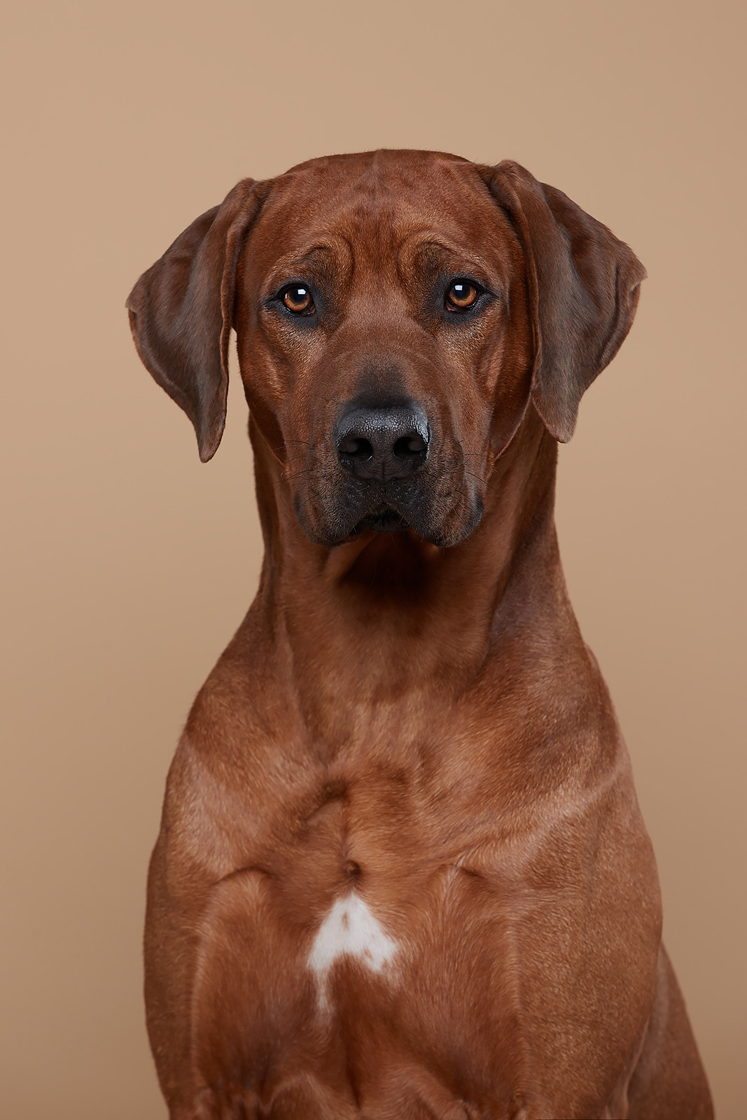Фотографии родезийского риджбека Adhamas Geni Nala (Алана). Rhodesian ridgeback Adhamas Geni Nala