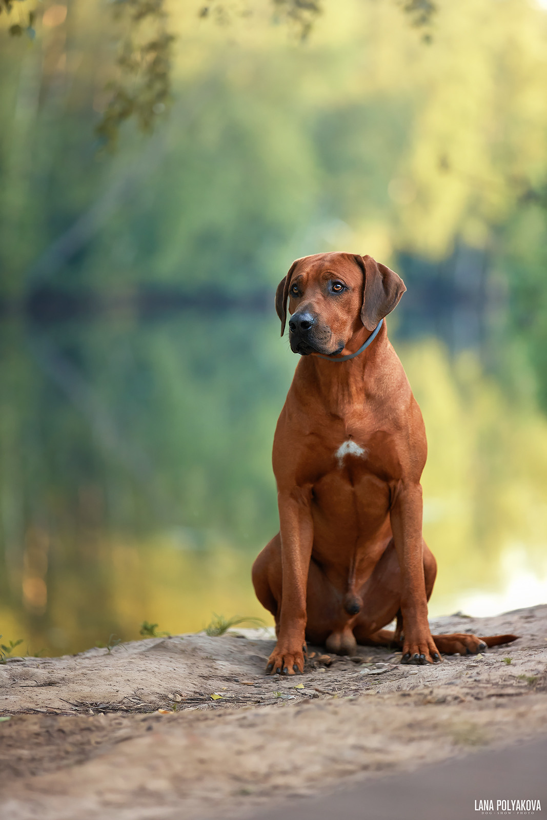 Фотографии родезийского риджбека Adhamas Geni Nala (Алана). Rhodesian ridgeback Adhamas Geni Nala