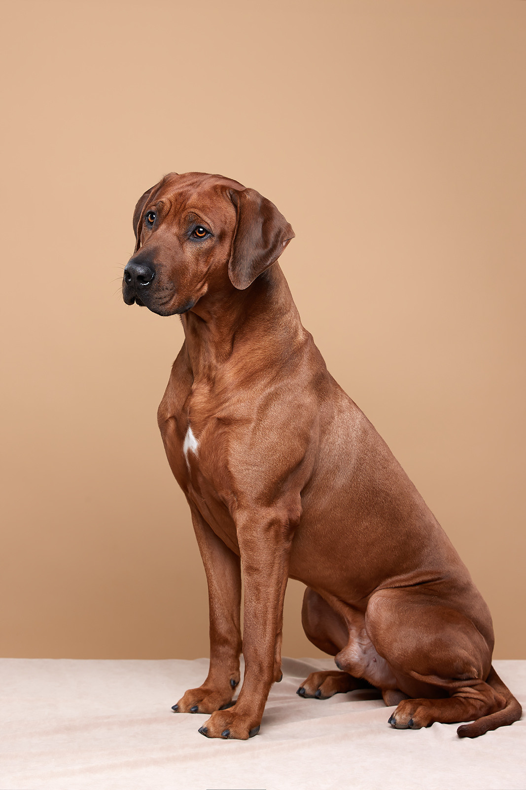 Фотографии родезийского риджбека Adhamas Geni Nala (Алана). Rhodesian ridgeback Adhamas Geni Nala