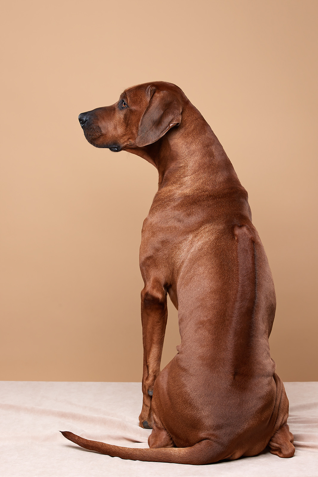 Фотографии родезийского риджбека Adhamas Geni Nala (Алана). Rhodesian ridgeback Adhamas Geni Nala