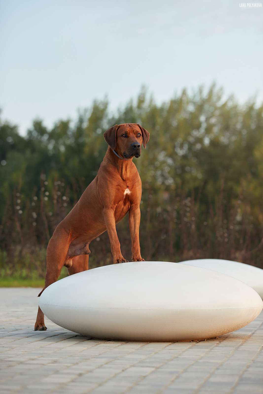 Фотографии родезийского риджбека Adhamas Geni Nala (Алана). Rhodesian ridgeback Adhamas Geni Nala