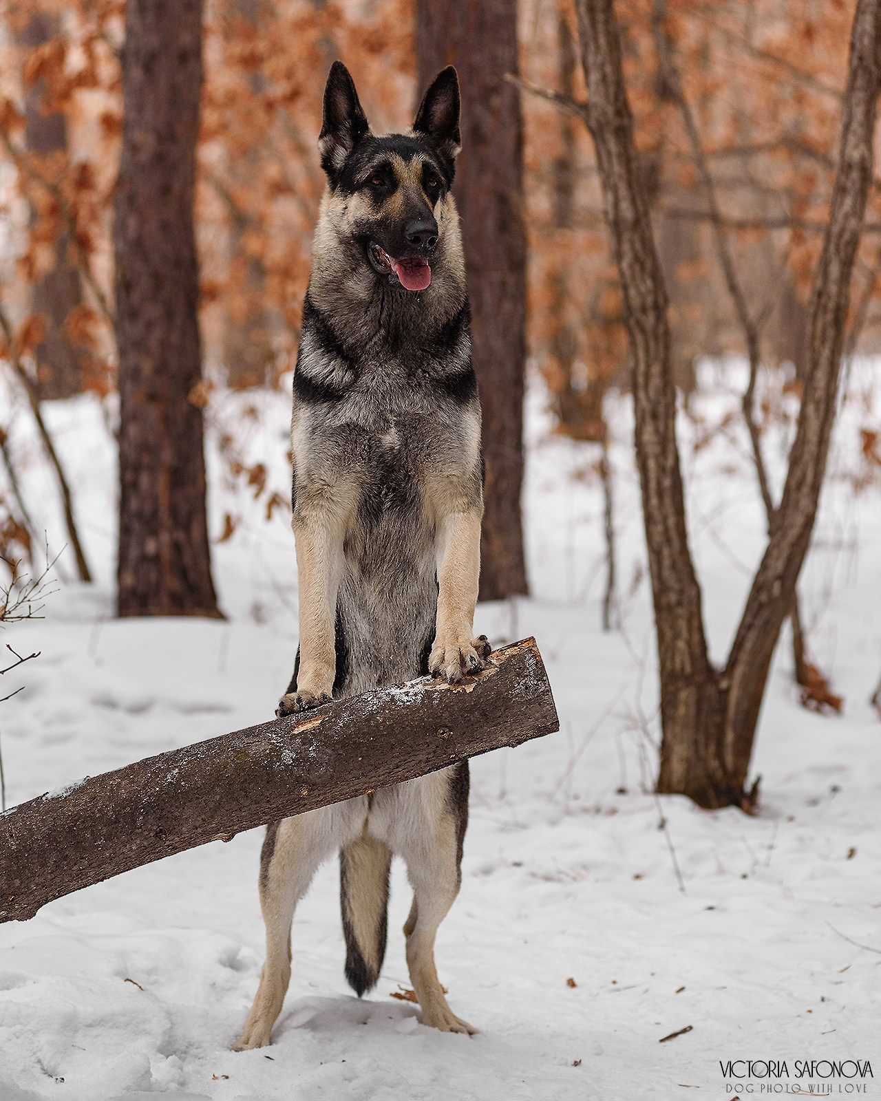 Одри 17.02.2024. Фотограф анималист Благовещенск. Сафонова Виктория
