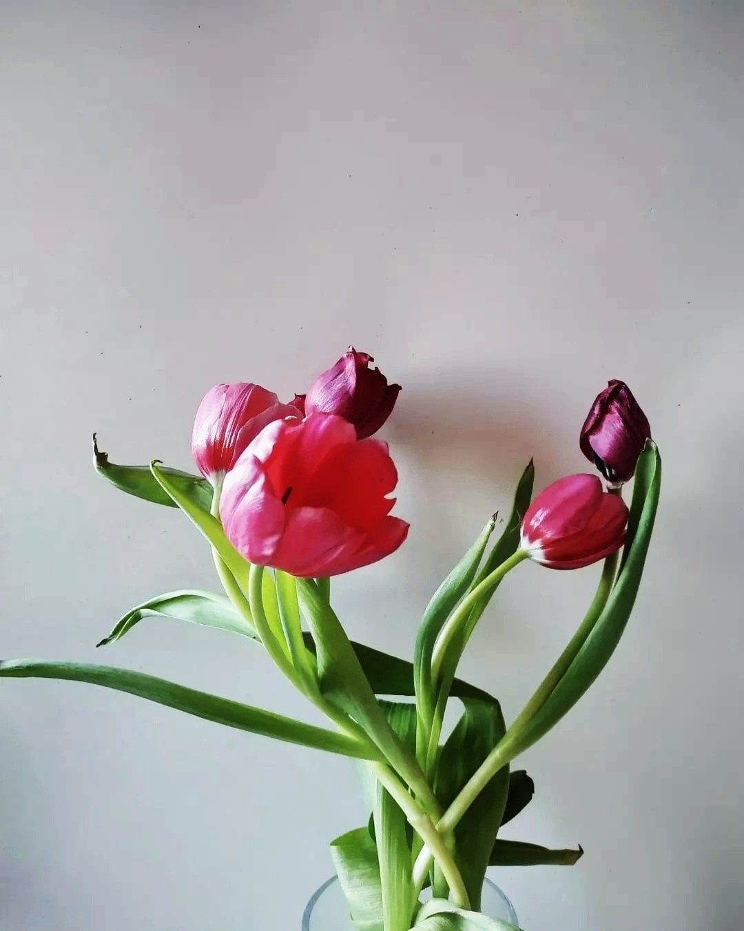 Натюрморт. Настасья Проценко. Фотограф