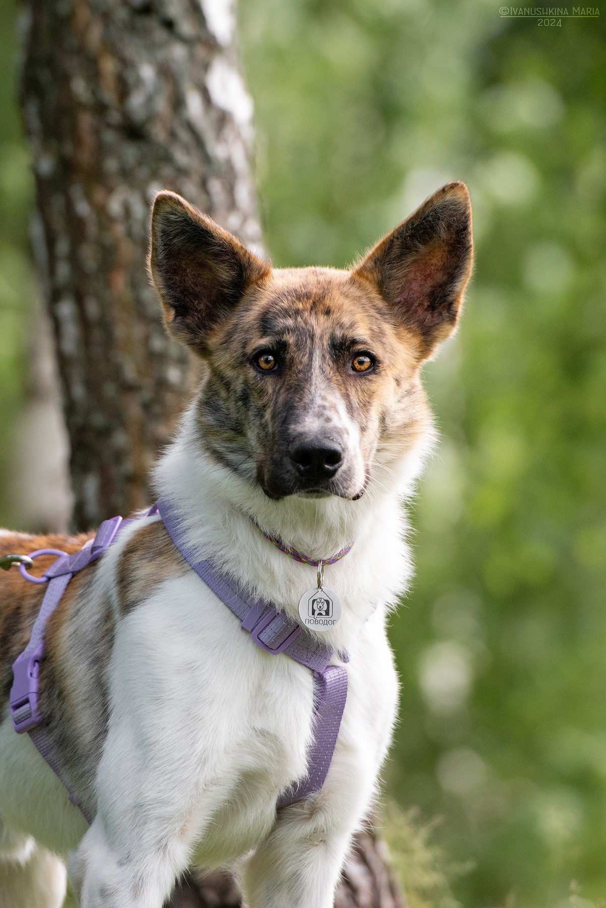Пиарные фотосессии собак на пристройство. Фотограф собак в Москве и Московской области Иванушкина Мария