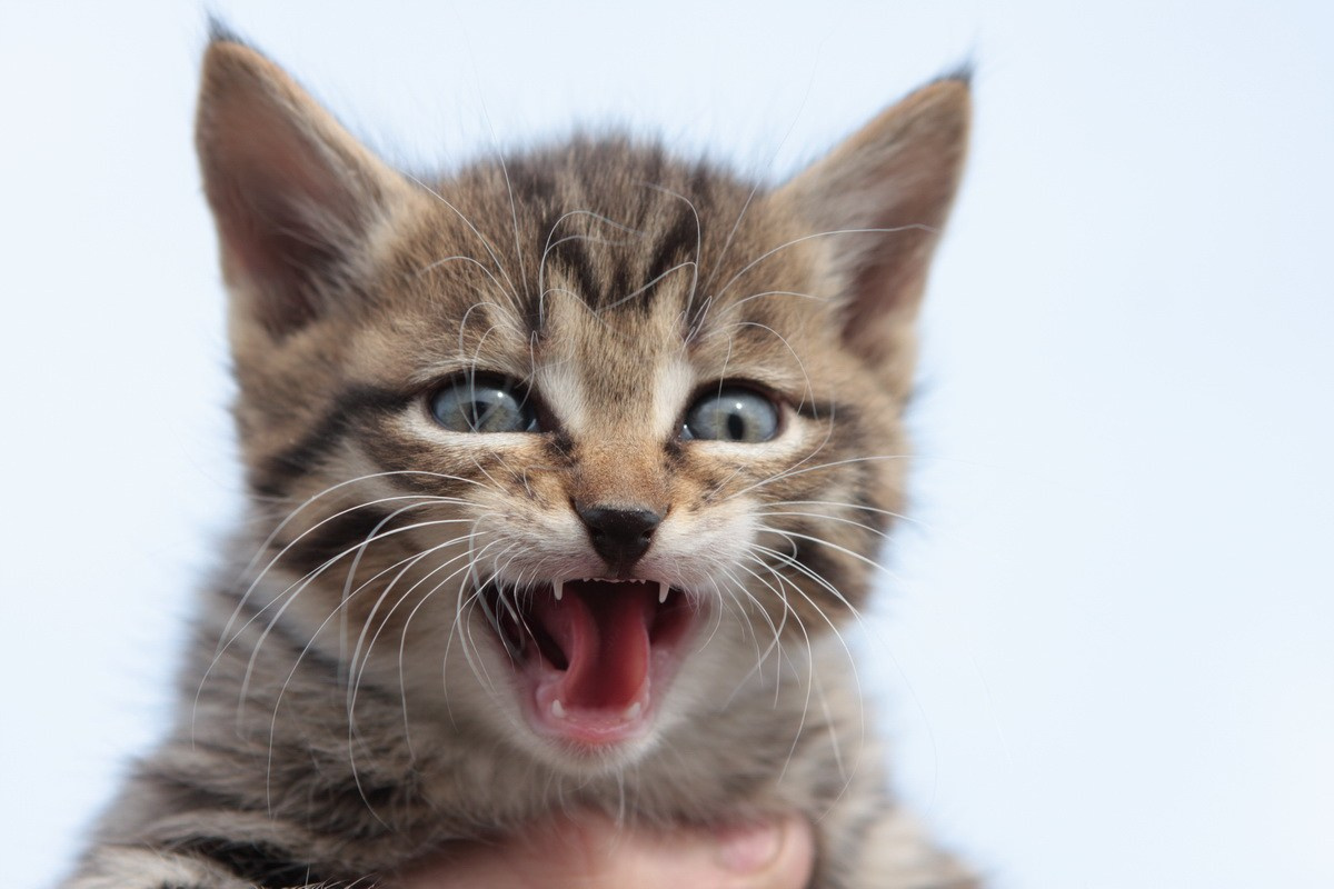 Фото Животных. Студия Максима Белослюдцева