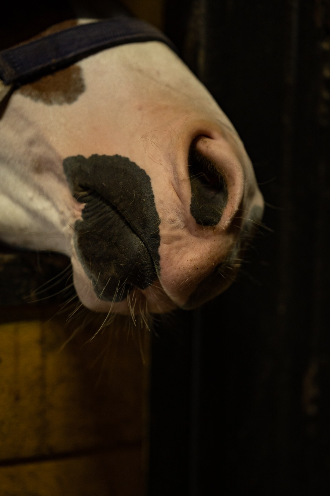 Конюшня. Мир живой фотографии о Вас и для Вас