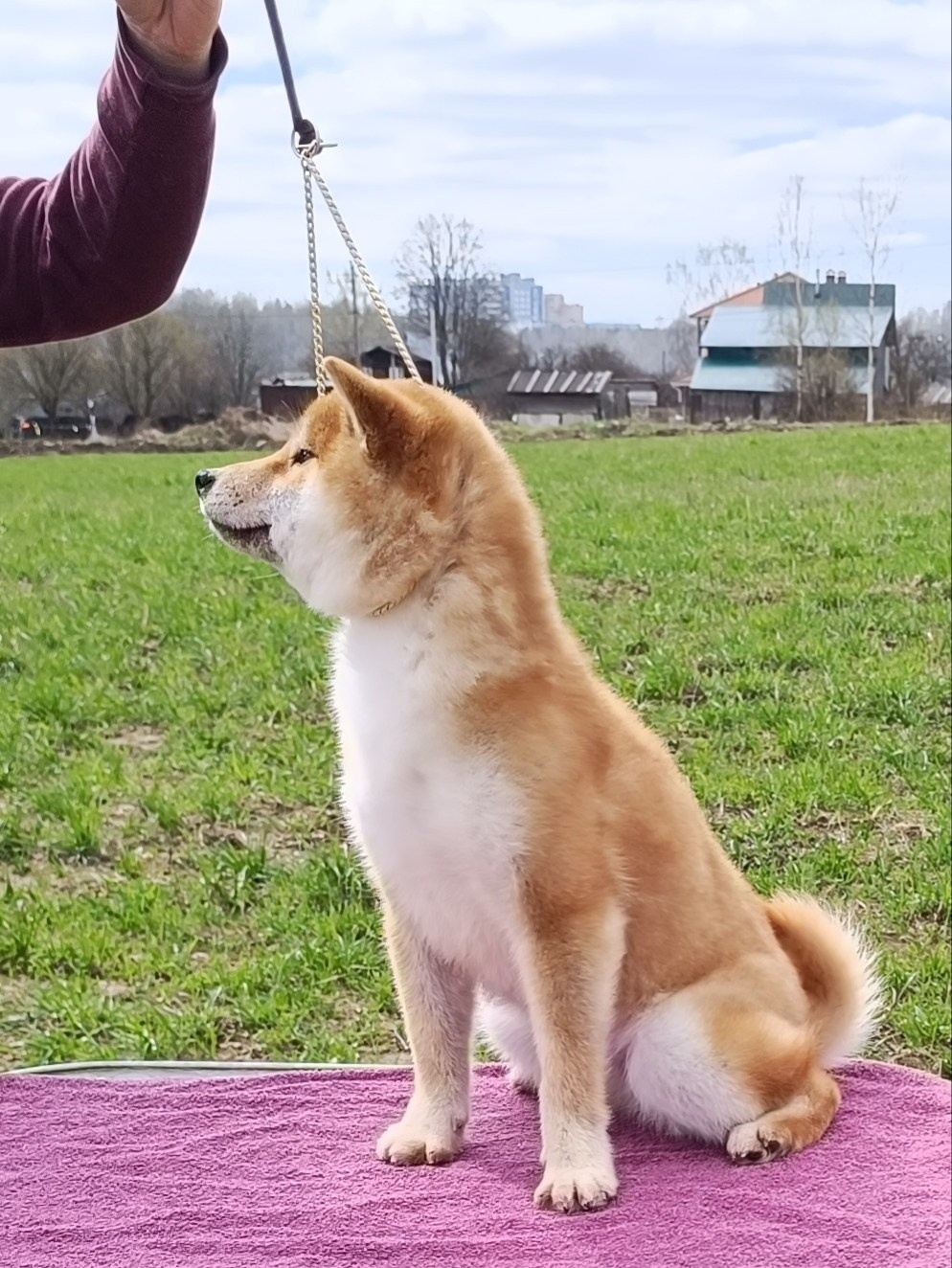 Rubylight Bella * Белла. Американская акита I Сиба ину I Питомник RUBYLIGHT