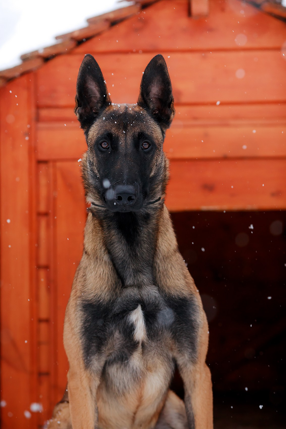 Зимние портреты. Фотограф-анималист Mary Mart — Москва, Питер