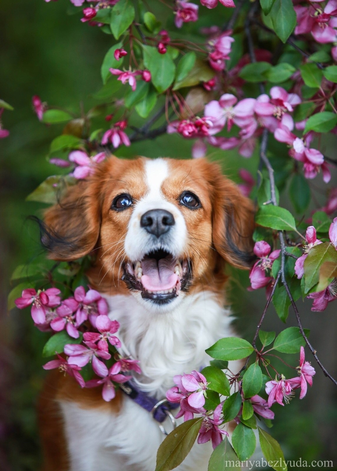 Весеннее цветение в парках. Семейный и детский фотограф в Москве Мария Быкова