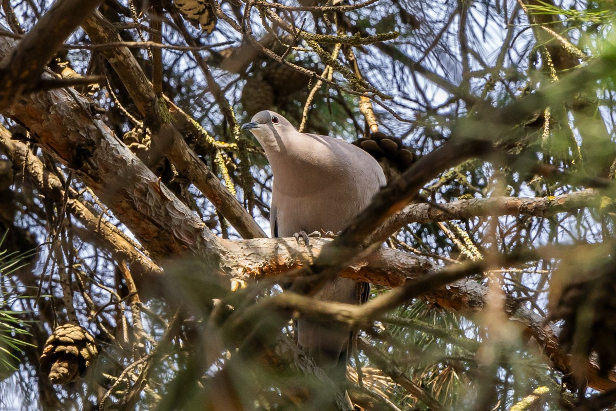 Птицы. Photomantis