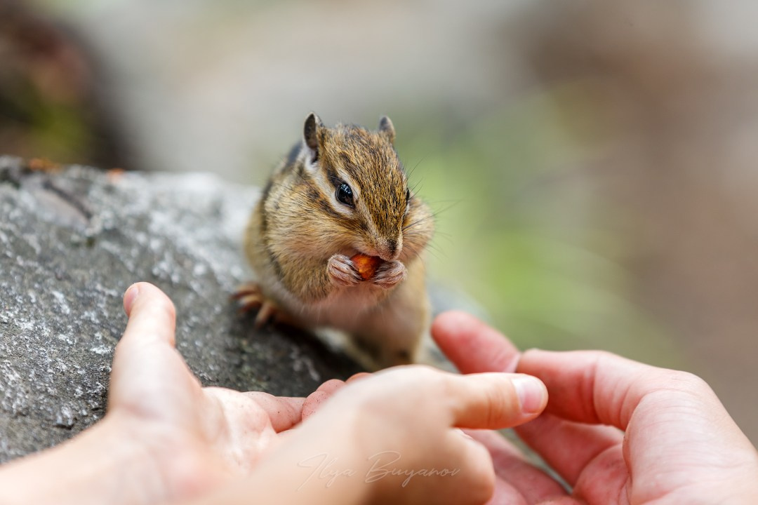 Саяны. Илья Буянов, гид по Байкалу, фотограф — baikalsky.com
