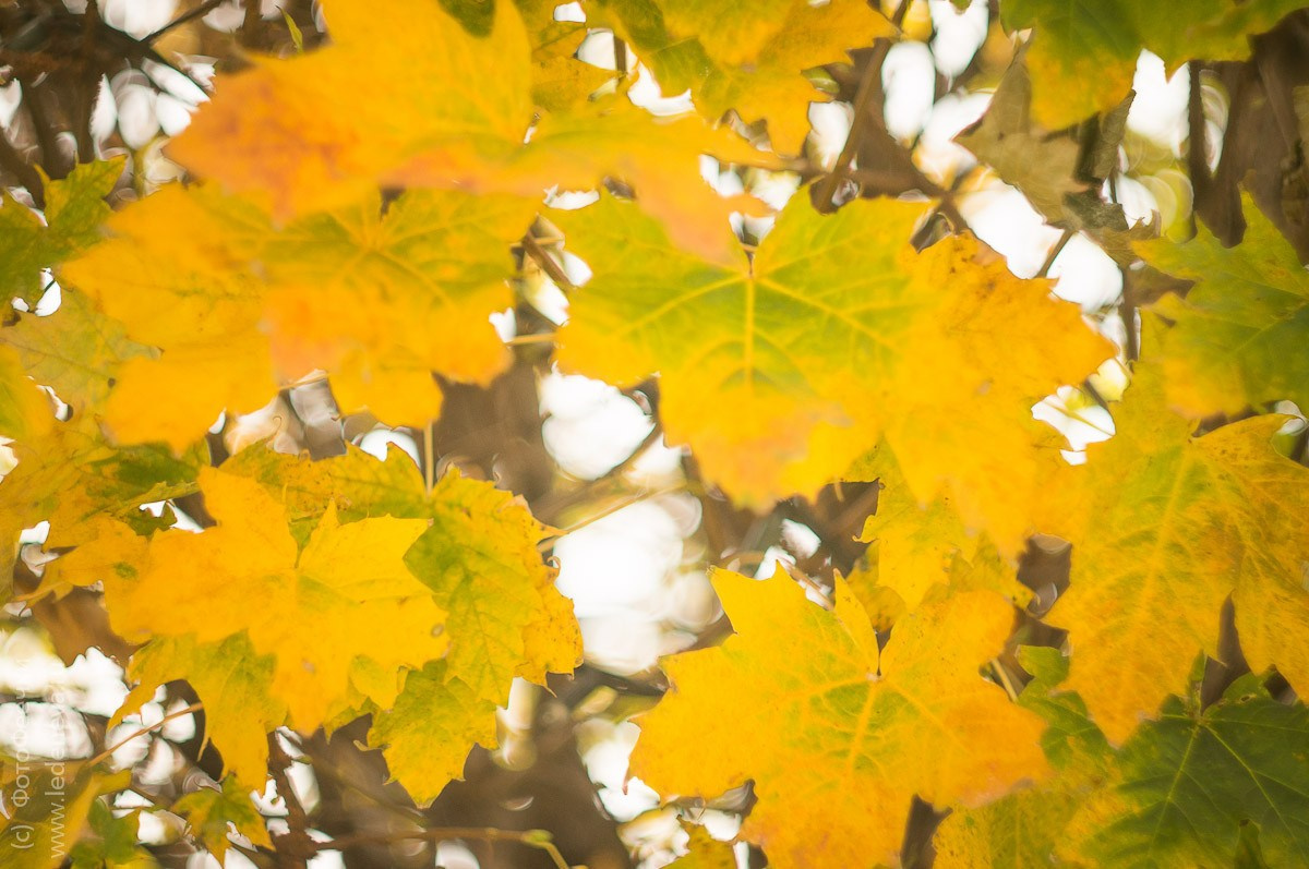 Киев, Украина, октябрь 2011. Анна Леденева Фотограф