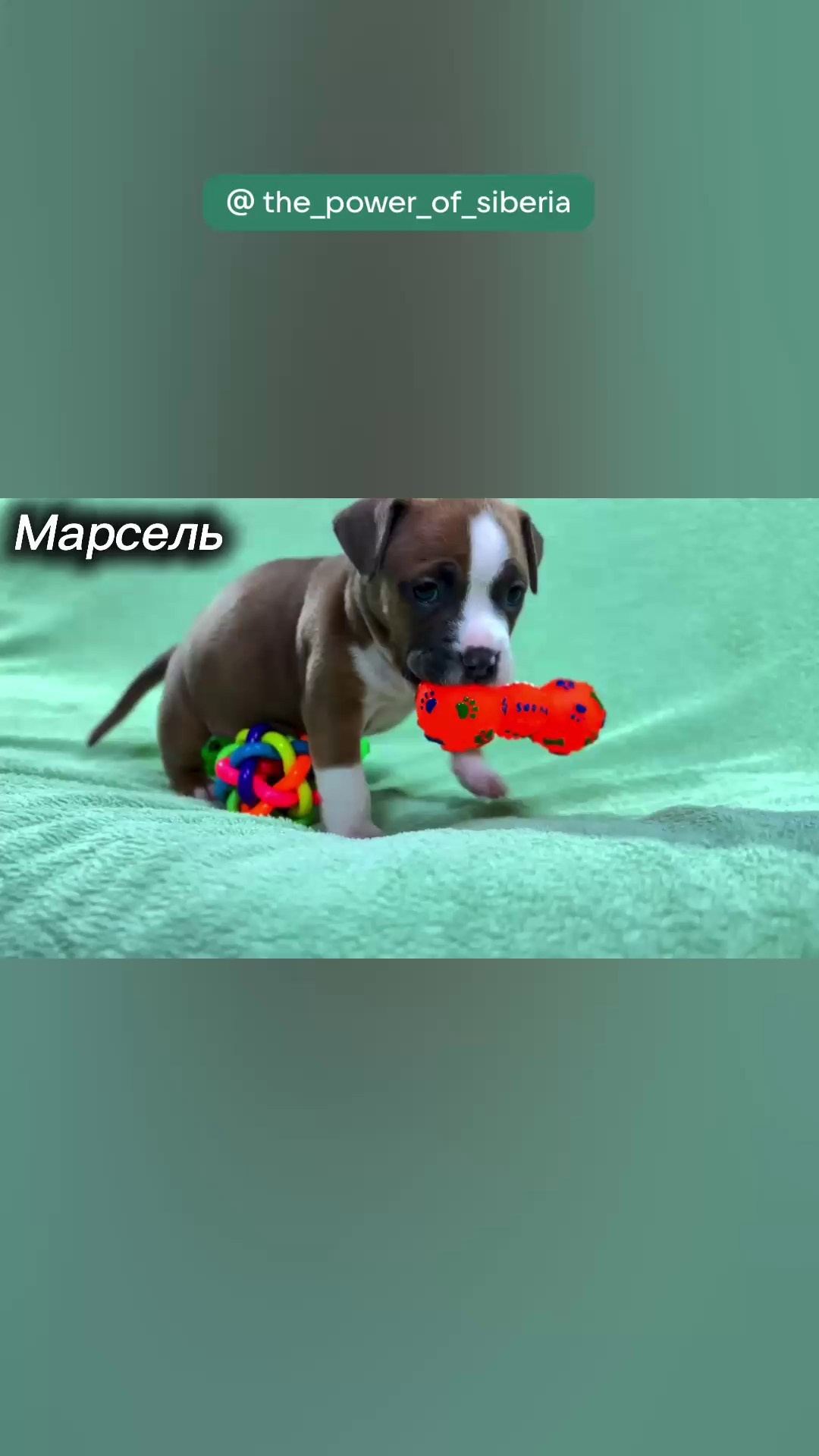 Свободные щенки Американский Булли, в типах покет, классик, стандарт. Американский Булли в г. Ростов-на-Дону. Питомник THE POWER OF SIBERIA