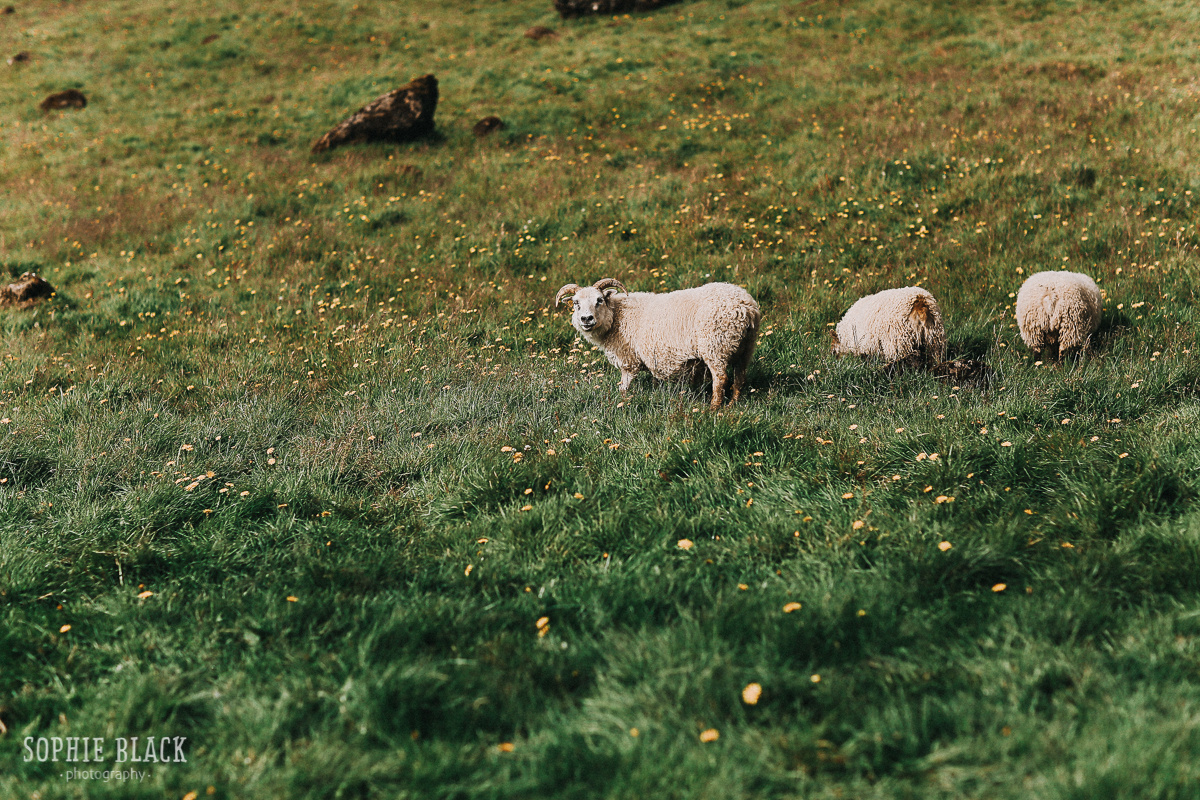 Нина и Никита. Соня Черных (sophieblack)