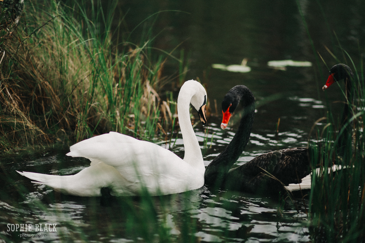 Даша и Антон. Соня Черных (sophieblack)