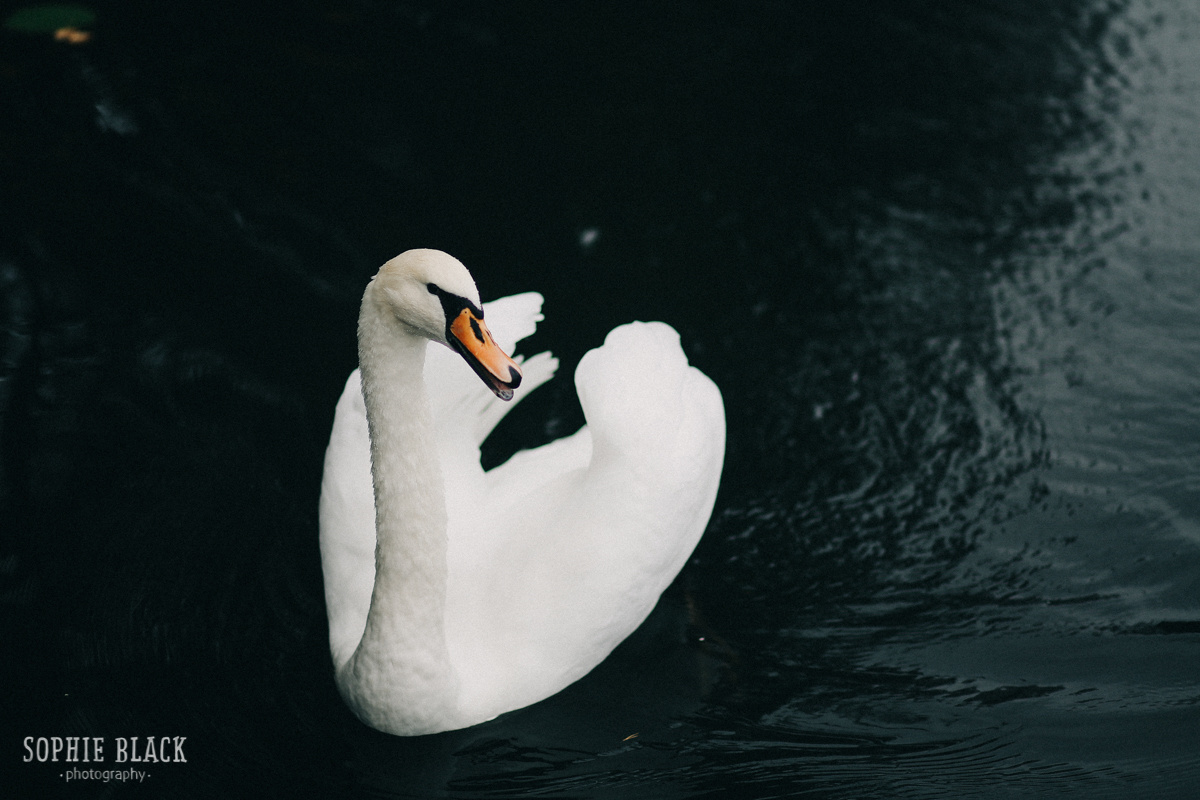 Даша и Антон. Соня Черных (sophieblack)