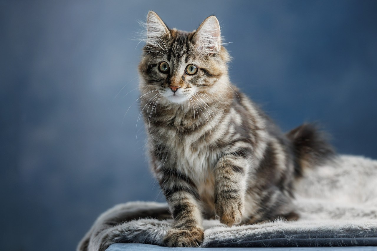 Отзывы. Фотограф-анималист Юлия Зубкова