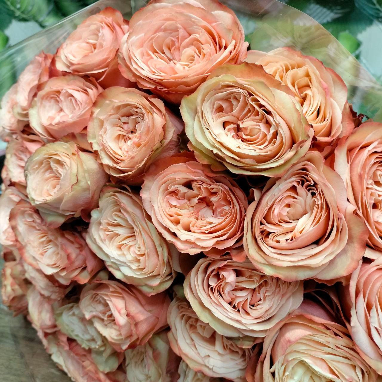 Эквадорская роза сорта "Кахала"