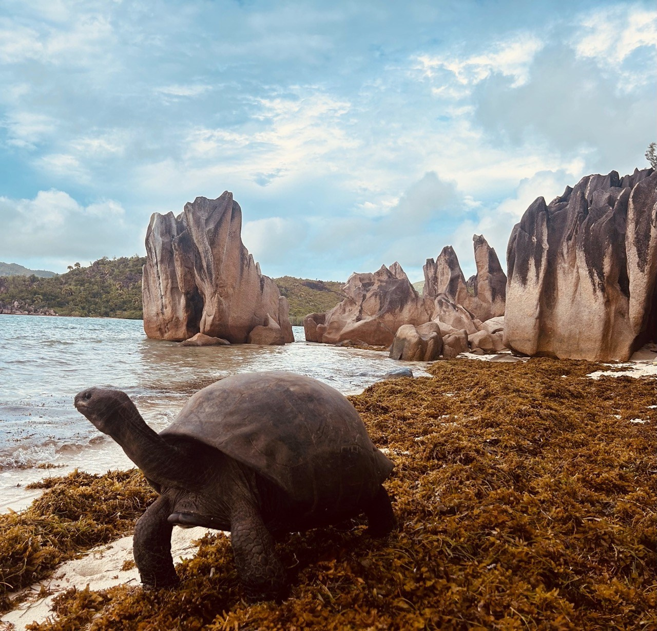 Одинокая черепаха, Природа, Елена Матросова, Москва