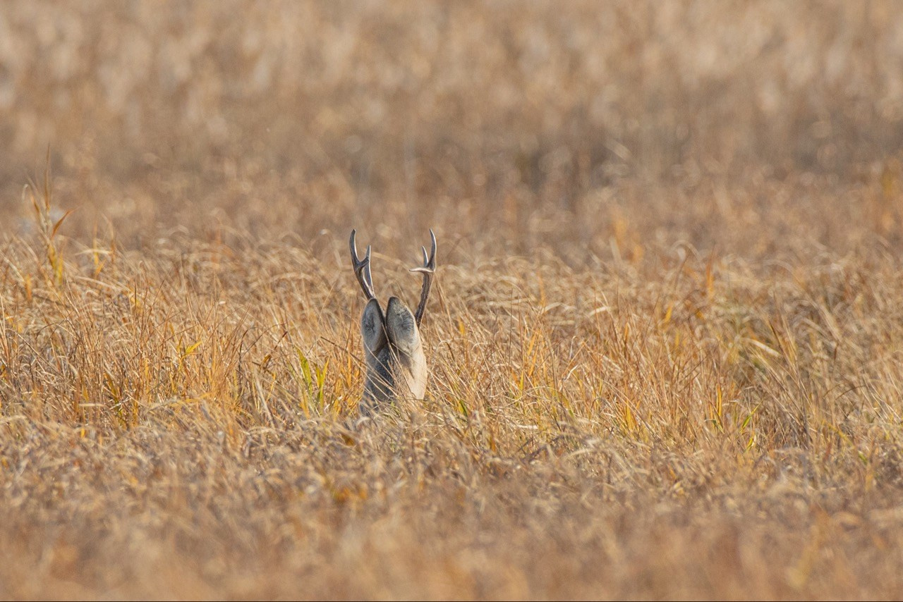 В Барабинской степи, Природа, Артем Федоров, Новосибирск, Best Author, SPC Gold