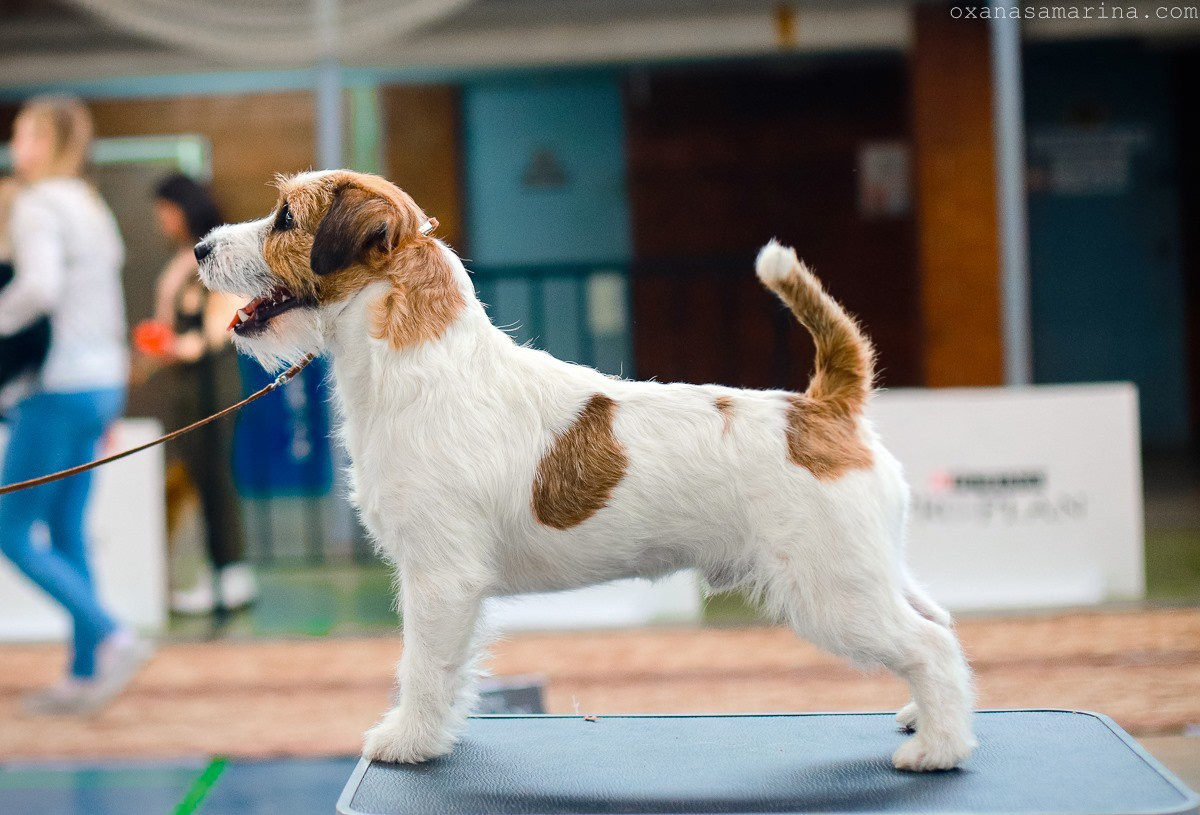 Port Fortis Rock-N-Roll