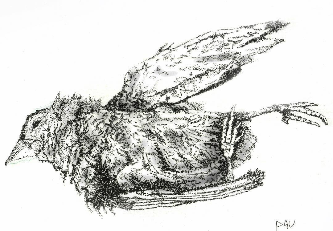 Traditional. Pauline limpoo, media artist