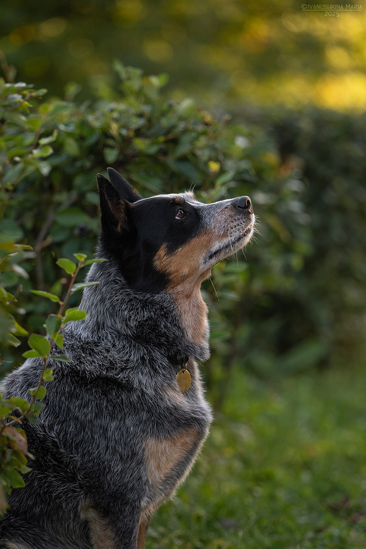 Фотограф-анималист. Фотограф собак в Москве и Московской области Иванушкина Мария