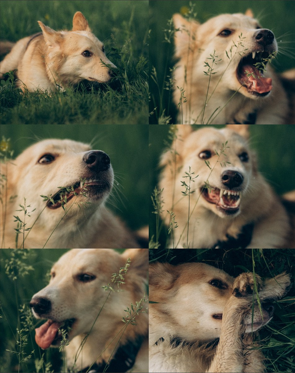 Соня и Кора. Фотограф анималист в Москве и Санкт-Петербурге Свиридова Анна