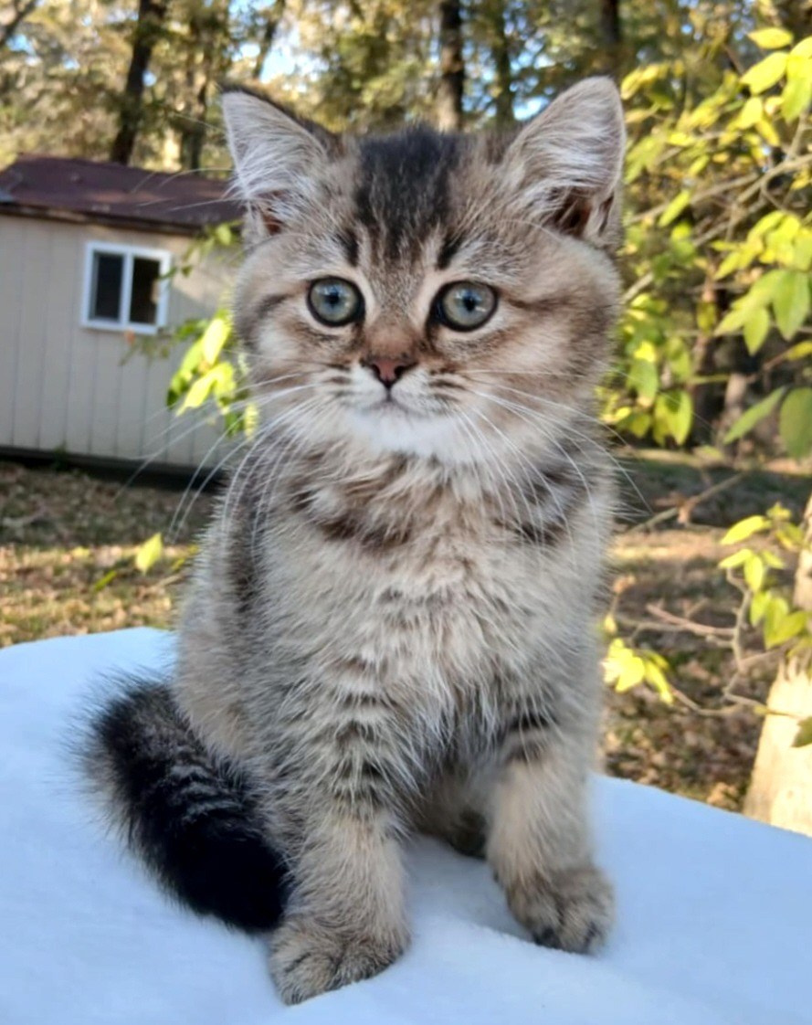 Shusha, DB-08.25.25, female, $1200. British shorhair Cats