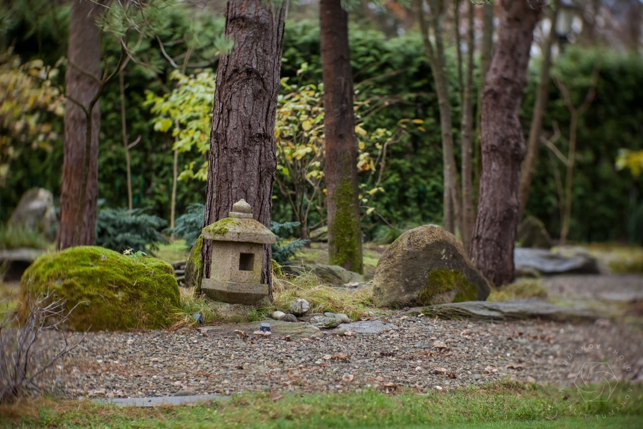 Сад мхов. Виталий Туманов — Ландшафтный фотограф