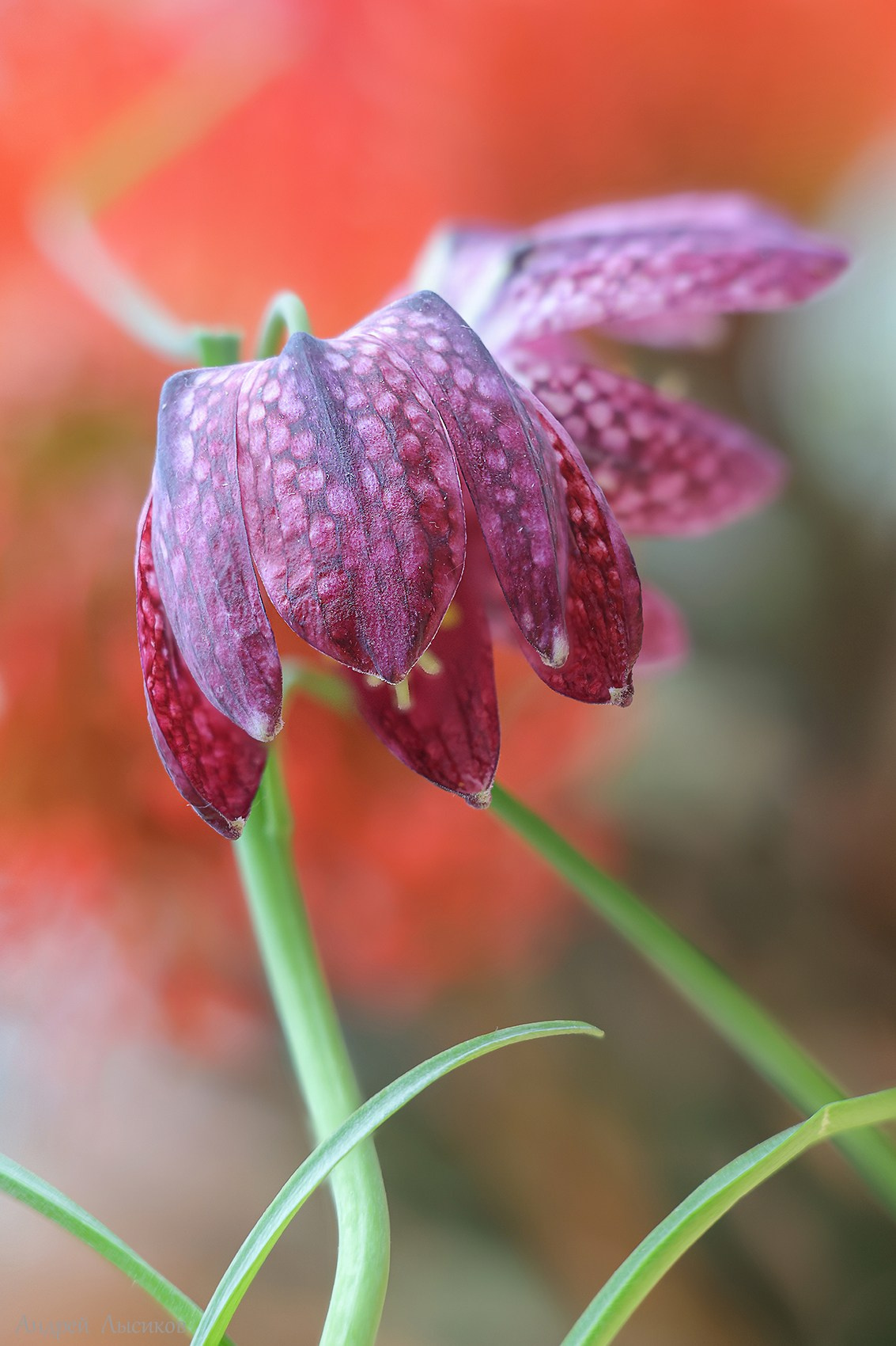 Цветы. Ландшафтный фотограф Андрей Лысиков, Москва