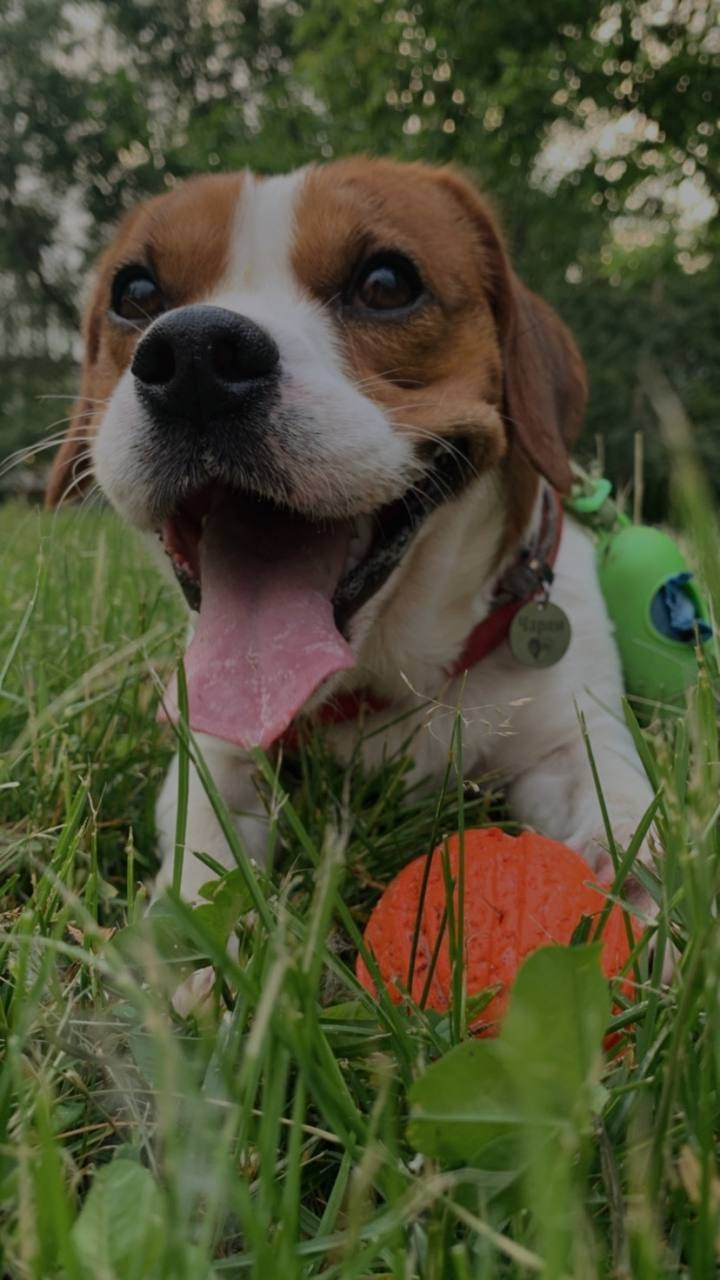 Чарли. DEWA | фотостудия для маркетплейсов