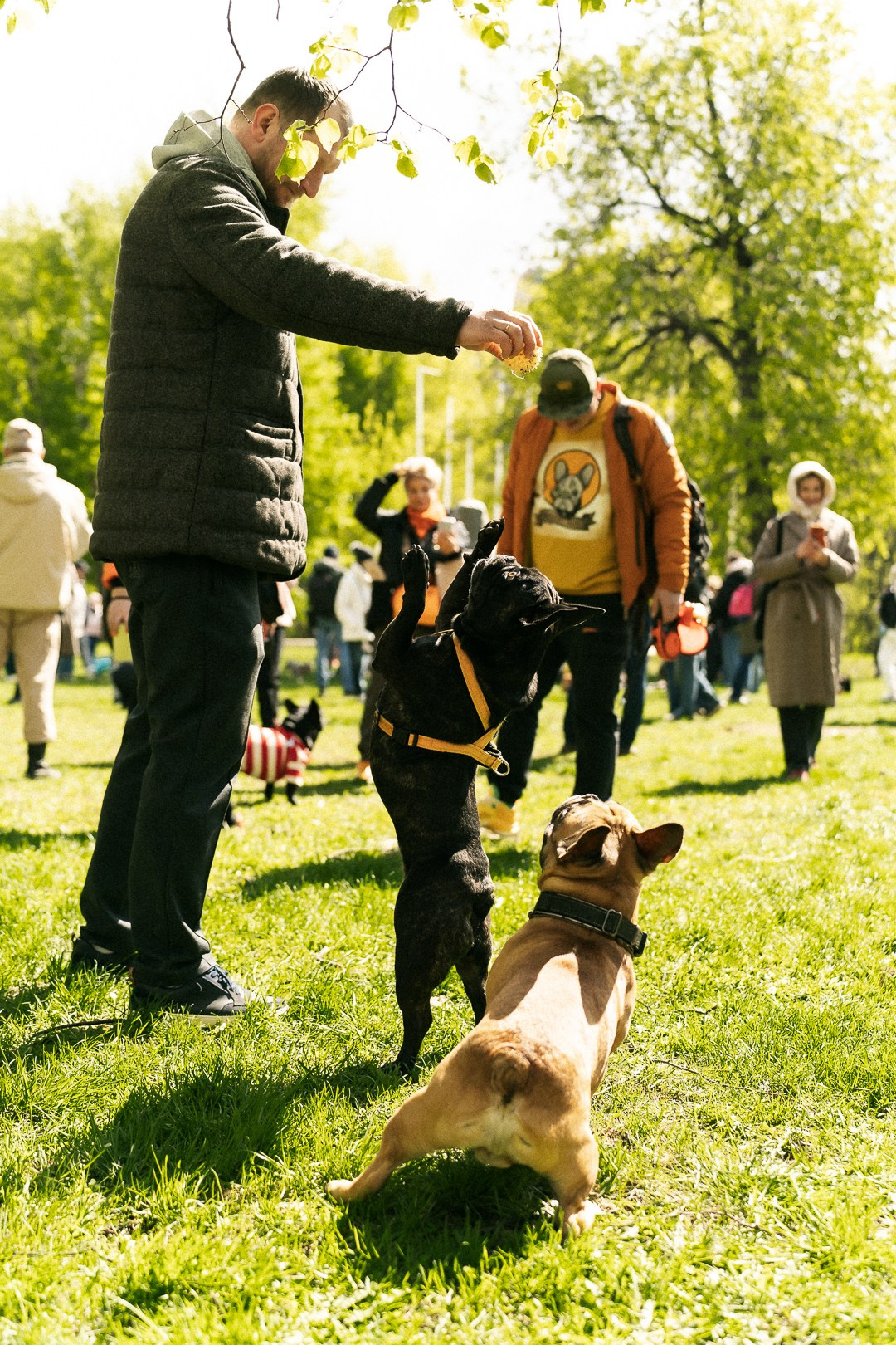 Парад Бульдогов. Axenov_eugene