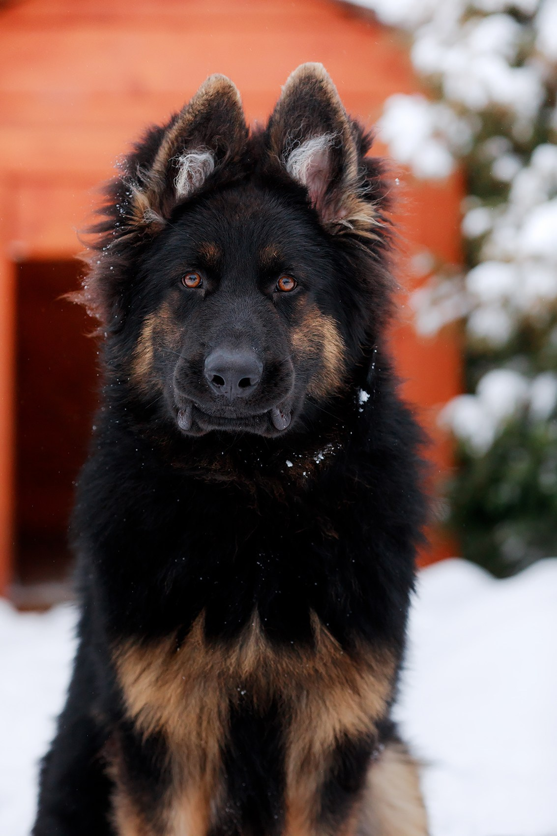 Зимние портреты. Фотограф-анималист Mary Mart — Москва, Питер