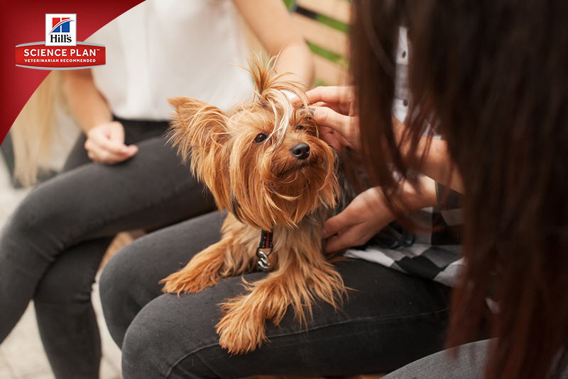 Фотосъёмка для компании Hill`s (2017, перенос со старого сайта). Фотограф собак, фотограф-анималист Аня Титова (Titanya). Москва