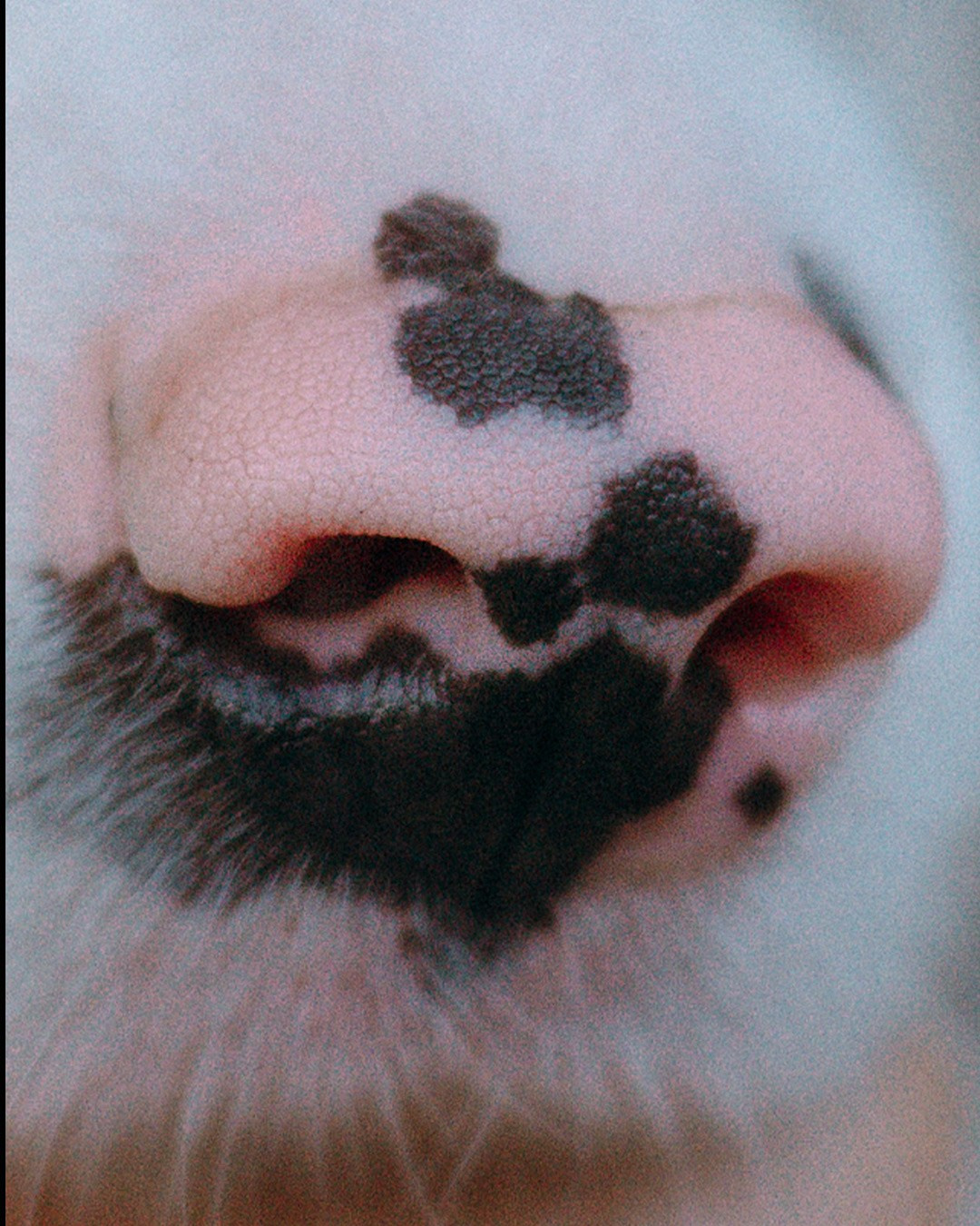 Света, Катрин и Умка. Фотограф анималист в Москве и Санкт-Петербурге Свиридова Анна