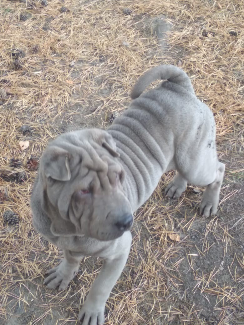 Купить Шарпей Уфа, Купить Шарпея Уфа, Купить щенка Шарпей Уфа, ТОП питомник Шарпеев Уфа, Питомник Шарпей  Уфа, 