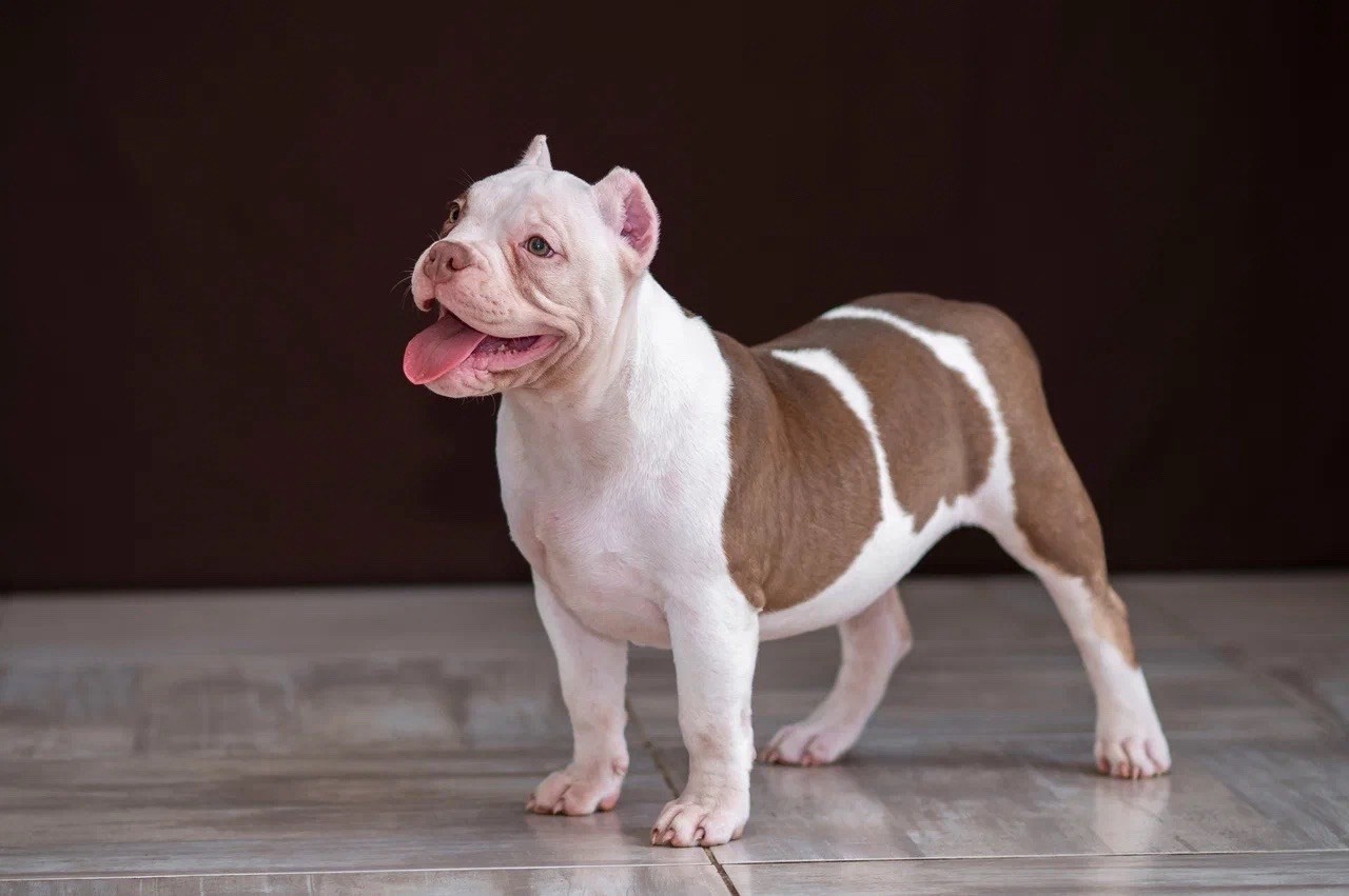 Свободные щенки Американский Булли в Иркутске. Питомник собак Иркутск