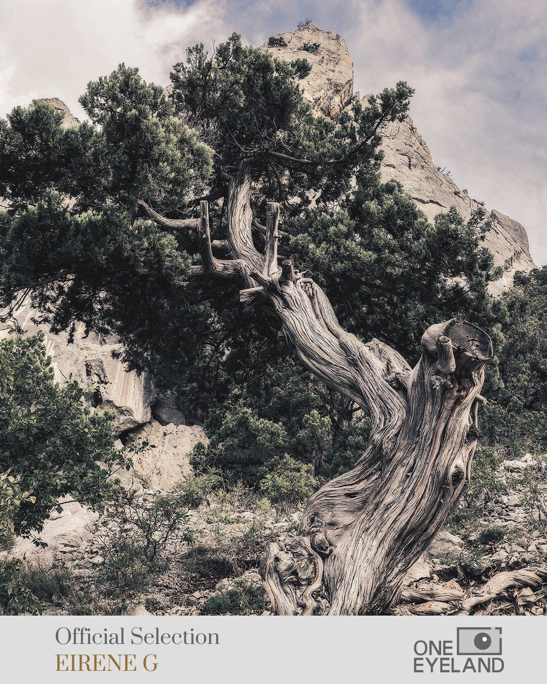 ONEEYELAND GALLERY. Eirene G |  Photoartist | Flowers from my garden