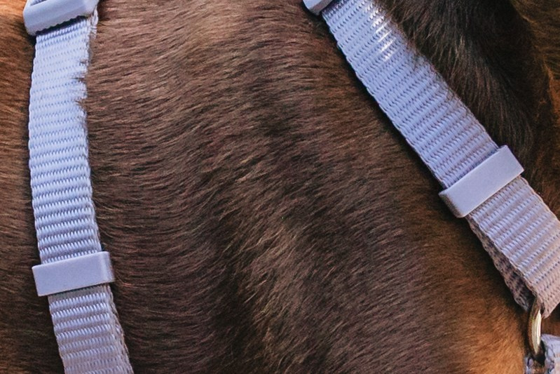 Восточный мост. Фотограф-анималист Татьяна Степанова