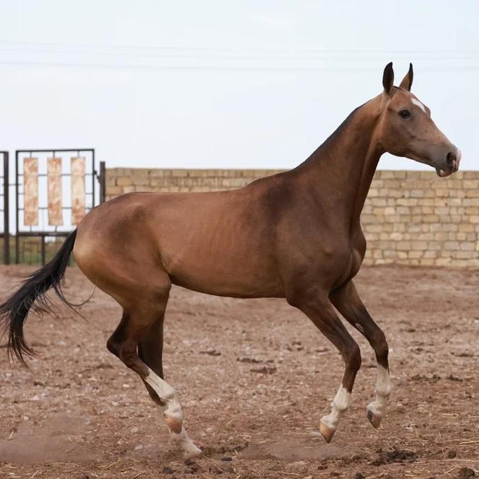 Баллюстрада. Продажа ахалтекинских и полукровных лошадей