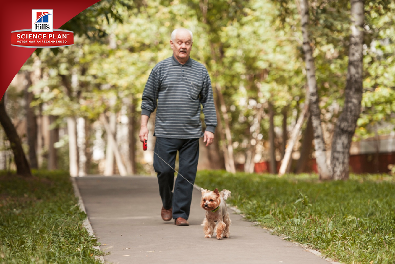 Фотосъёмка для компании Hill`s (2017, перенос со старого сайта). Фотограф собак, фотограф-анималист Аня Титова (Titanya). Москва